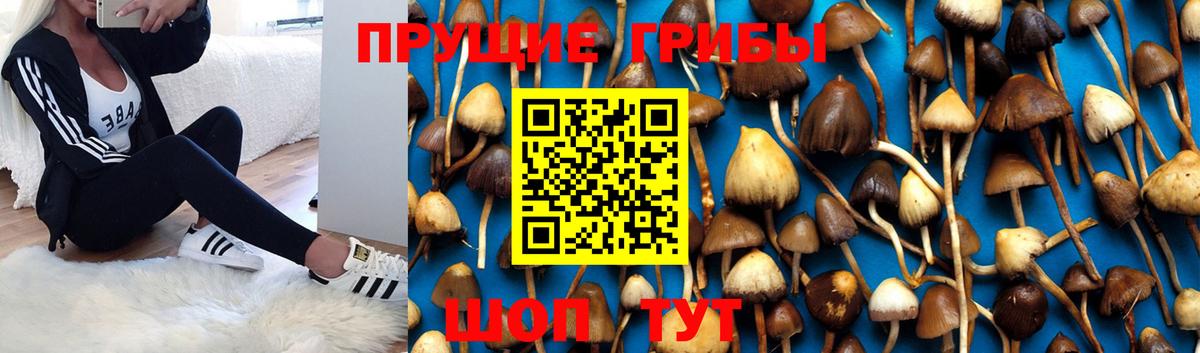Галлюциногенные грибы MAGIC MUSHROOMS  Вход с VPN  Орехово-Зуево 